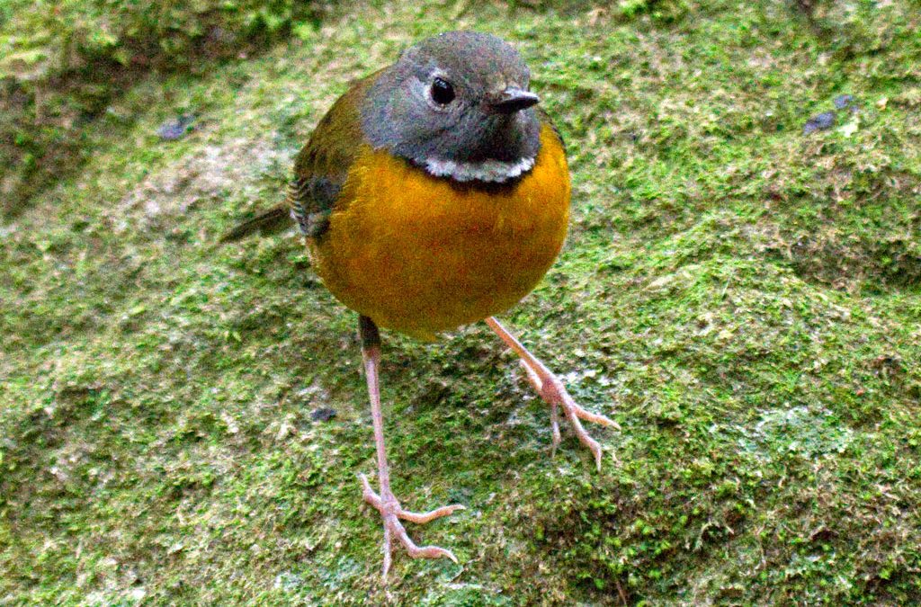 Swynnerton’s Robin Swynnertonia swynnertonii