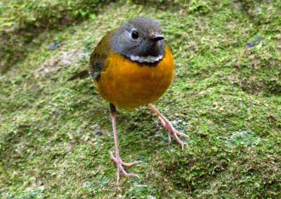 Swynnerton’s Robin Swynnertonia swynnertonii