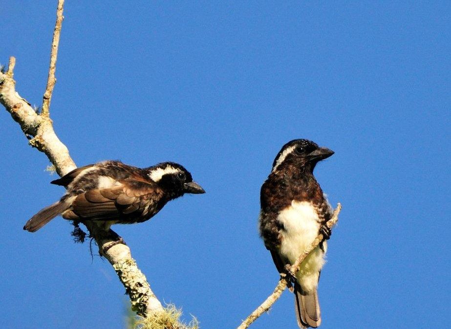 White-eared Barbet Stactolaema leucotis