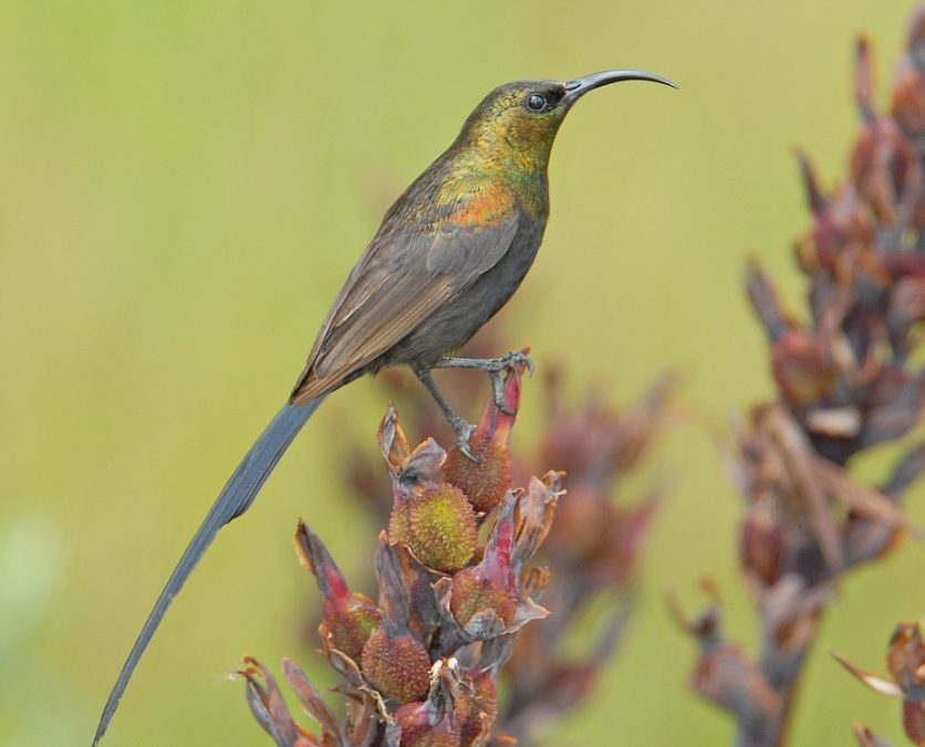 Bronzy Sunbird Nectarinia kilimensis