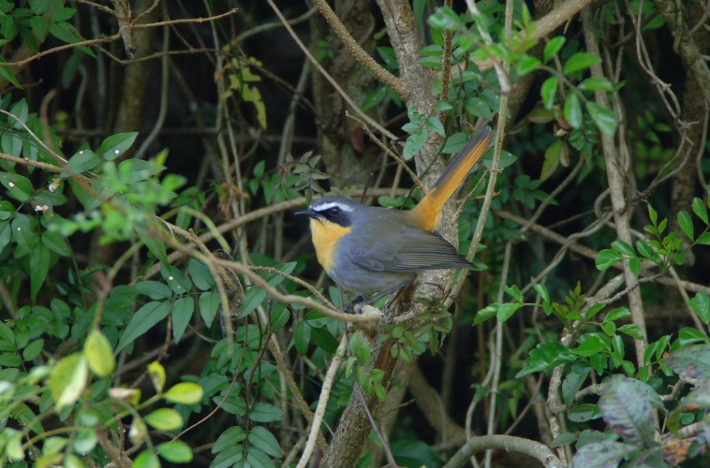 Cape Robin Cossypha caffra