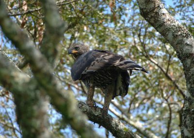 Crowned Eagle Stephanotus coronatus