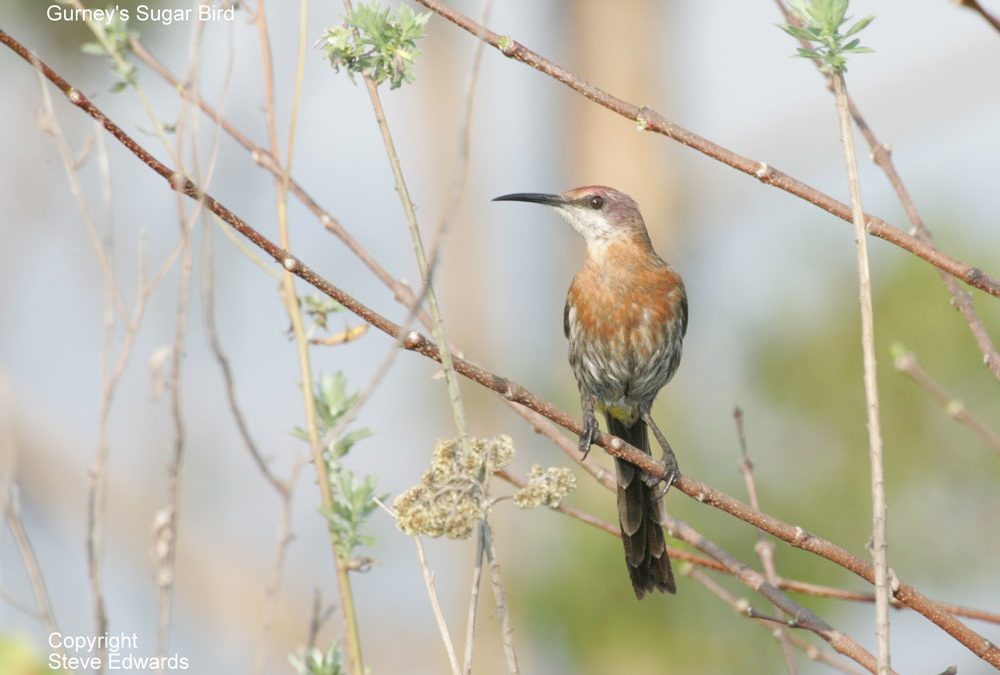 Gurney’s Sugarbird Promerops gurneyi