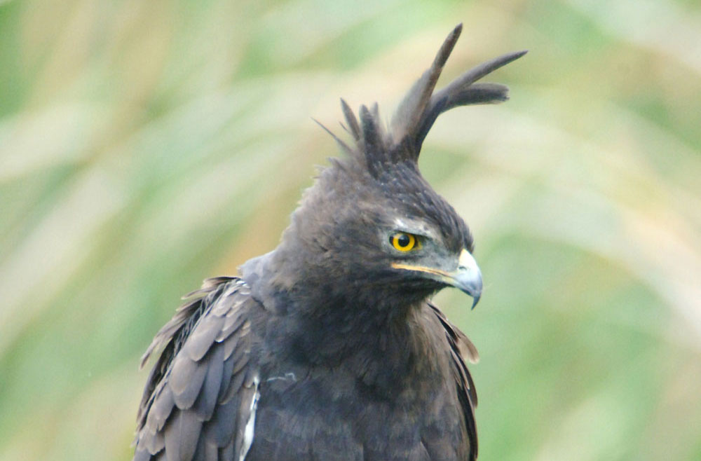 Long-crested Eagle Lophaetus occipitalis