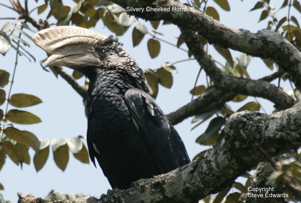Silverycheeked Hornbill Bycanistes brevis