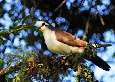 Tambourine Dove Turtur tympanistra