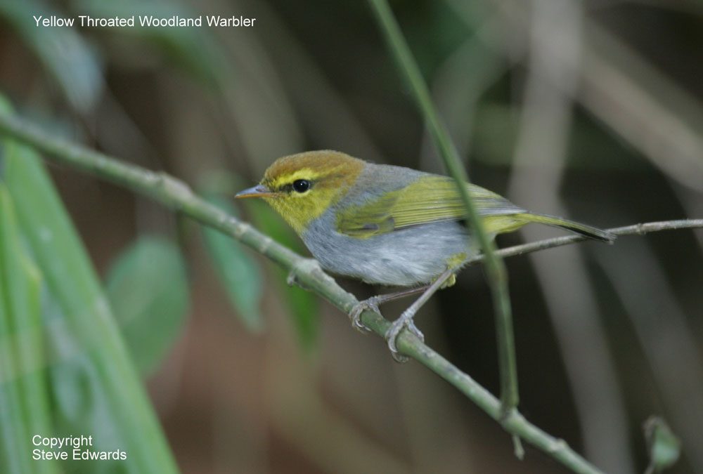 Yellow throated Woodland Warbler Phylloscopus ruficapillus