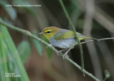 Yellow throated Woodland Warbler Phylloscopus ruficapillus