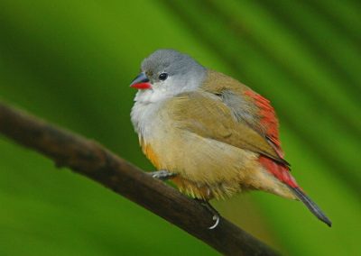 Yellow bellied Waxbill Estrilda quartinia