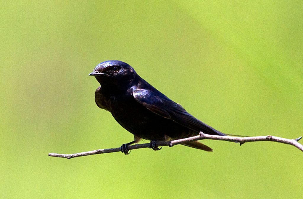 Blue Swallow Hirundo atrocaerulea