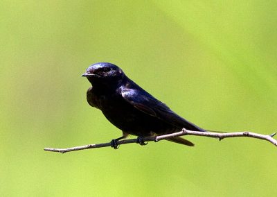 Blue Swallow Hirundo atrocaerulea