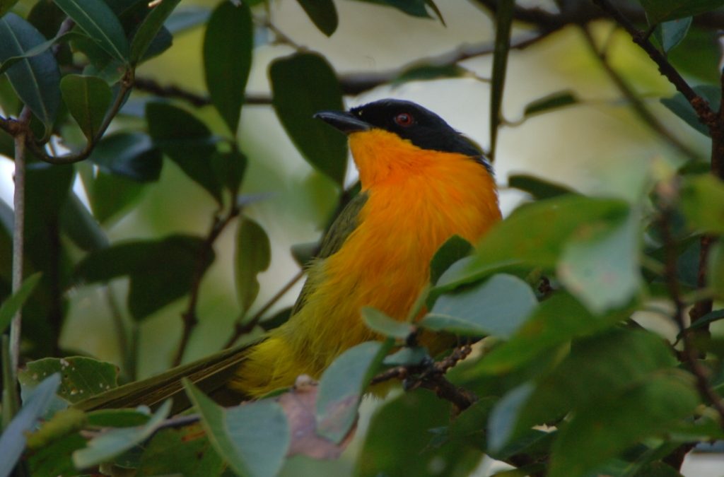 Black-fronted Bush Shrike Telophorus nigrifrons
