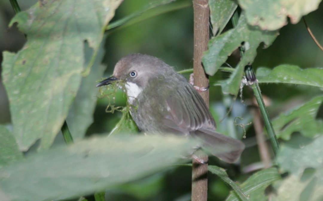 Chirinda Apalis