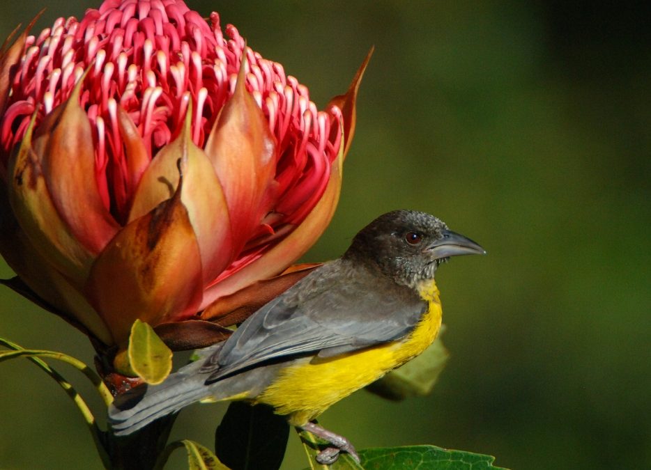  Dark-backed Weaver Ploceus bicolor