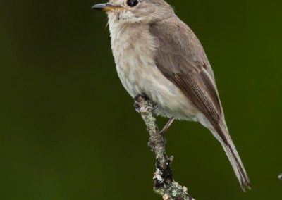 Dusky Flycatcher Muscicapa adusta