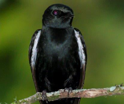 Eastern Saw-wing Psalidoprocne orientalis