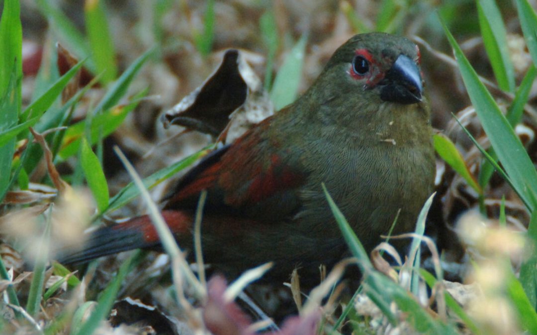 Red-faced Crimsonwing Cryptospiza reichenovii