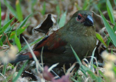 Red-faced Crimsonwing Cryptospiza reichenovii