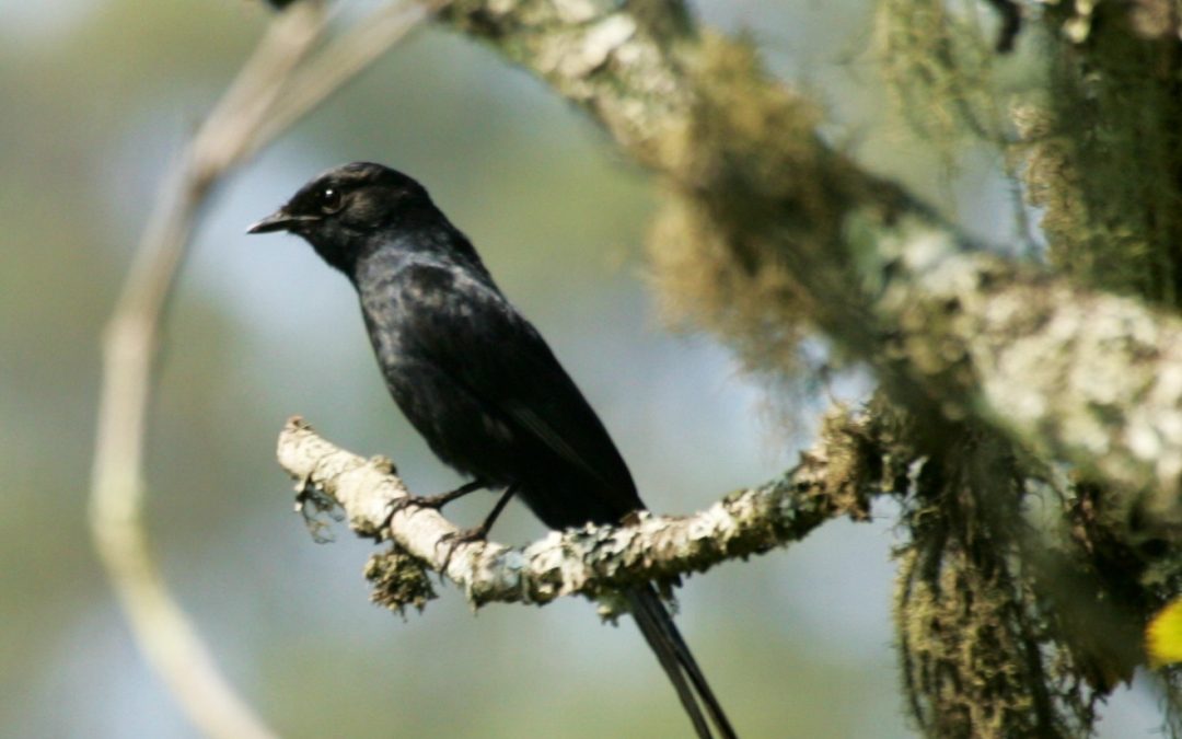 Square-tailed Drongo Dicrurus ludwigii