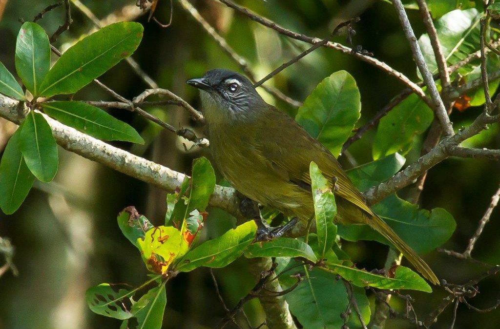Stripe-cheeked Greenbul Andropadus milanjensis
