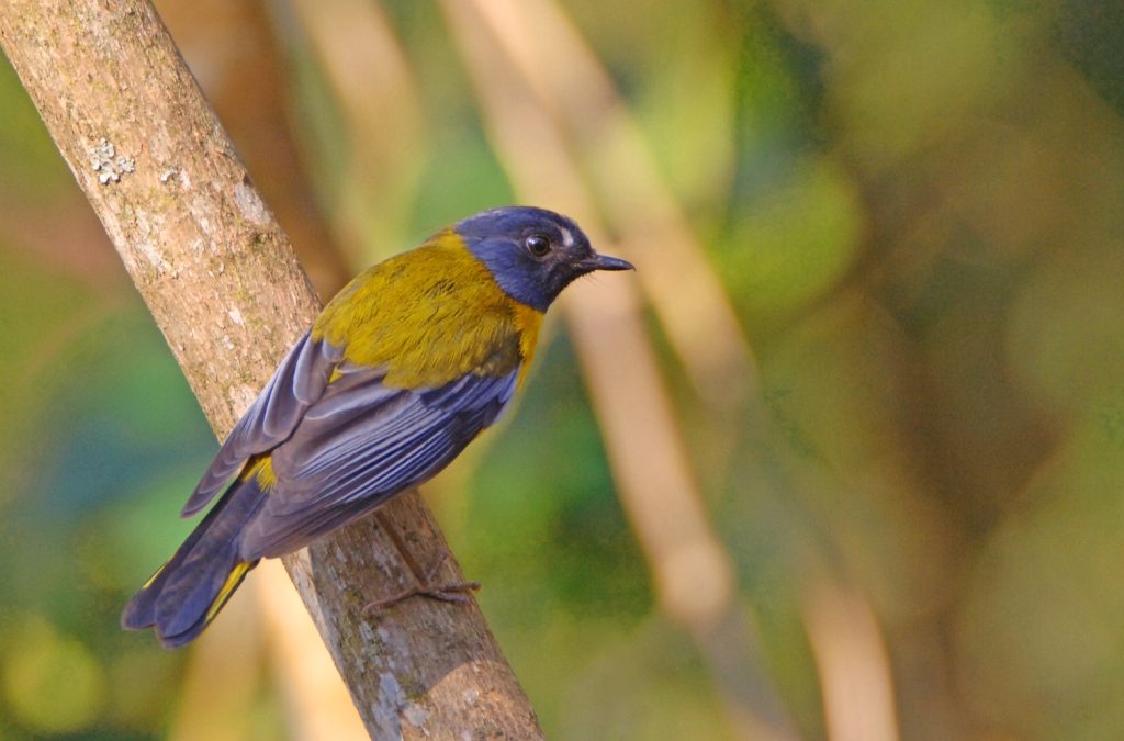 White Starred Robin Pogonocichla stellata