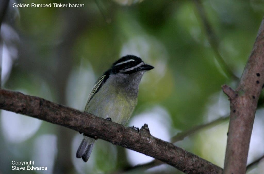 Yellow-rumped Tinker Bird Pogoniulus bilineatus